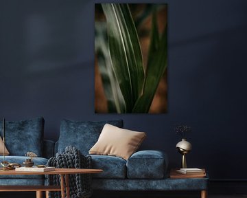 Close up of a corn plant