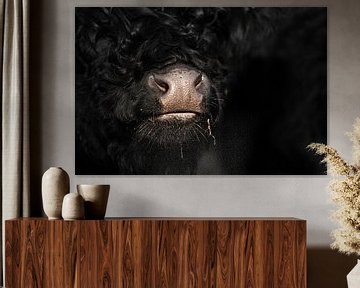 Cowsnout sur Jeroen Mikkers