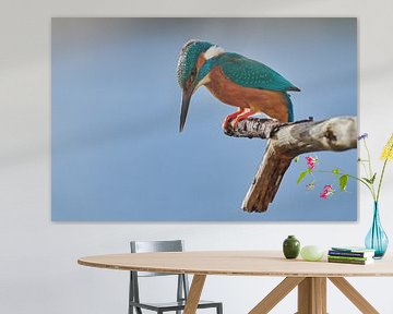 IJsvogel - Concentratie van IJsvogels.nl - Corné van Oosterhout