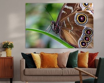 Butterfly by Ineke Wildeboer