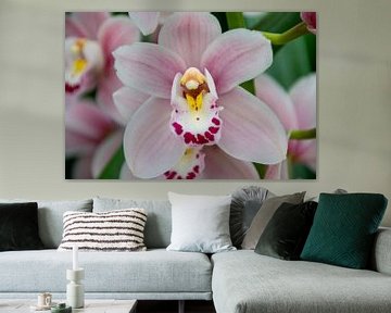 Orchid by Ineke Wildeboer