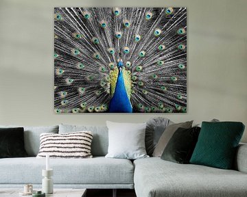 Kombination von Schwarz-Weiß und Farbe bei diesem Peacock von Patrick van Bakkum