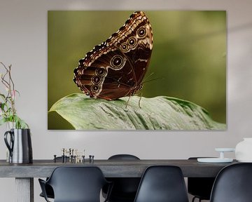 Butterfly on leaf by Excellent Photo