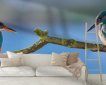 IJsvogel - Liefde op het eerste gezicht in panorama van IJsvogels.nl - Corné van Oosterhout