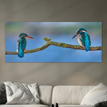 IJsvogel - Liefde op het eerste gezicht in panorama van IJsvogels.nl - Corné van Oosterhout