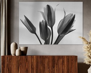 Black and white tulpen van Jolanda de Jong-Jansen
