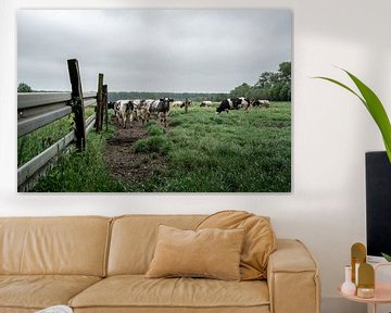 Koeien in een veld in België van Mickéle Godderis
