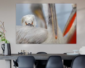 Eye contact by David Pattyn