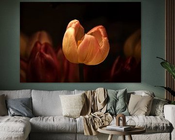 tulp in de spotlight