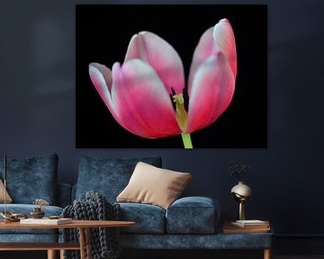 Tulp roze met zwarte achtergrond van Jessica Berendsen