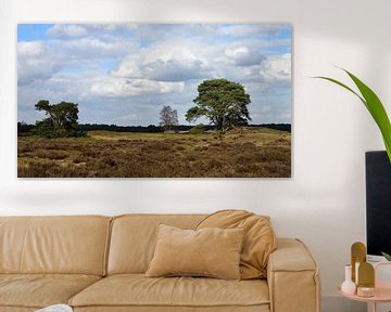 Two pines on a heath