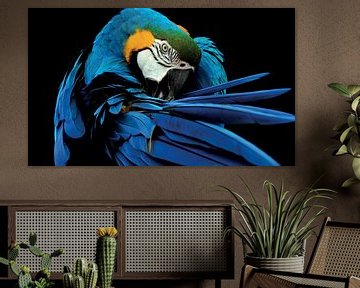 Papegaai - Ara in blauw met goed duidelijk zijn: Snavel, Veren en Vleugels van Designer