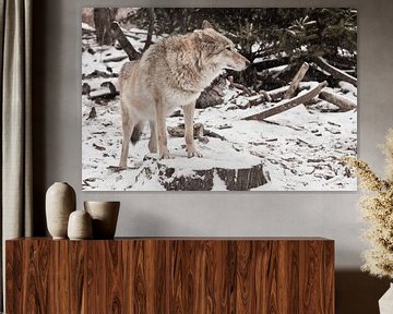 Graues Wolfsweibchen im Schnee, schönes, starkes Tier im Winter. von Michael Semenov