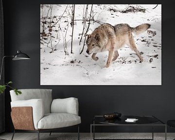 staan, klaar voor een sprong. Grijze wolf vrouwtje in de sneeuw, mooi sterk dier in de winter. van Michael Semenov