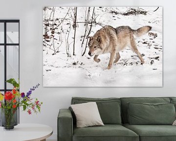 staan, klaar voor een sprong. Grijze wolf vrouwtje in de sneeuw, mooi sterk dier in de winter. van Michael Semenov