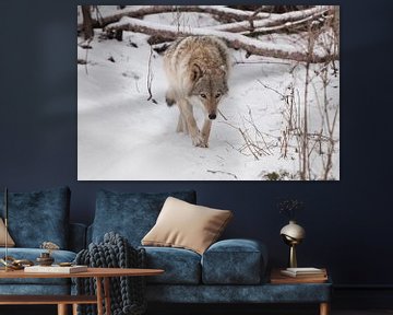 calmly and dangerously goes. beast hunting sniffs prey. Gray wolf female in the snow, beautiful stro by Michael Semenov