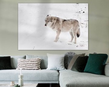 Grijze wolf vrouwtje in de sneeuw, mooi sterk dier in de winter. van Michael Semenov