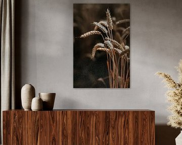 Weizen im letzten Lichtstrahl von Yvette Baur
