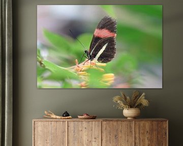 Kleurrijke foto van een vlinder op een vlinderstruik van Kim de Been