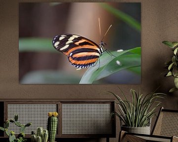 Makro-Bild eines schönen, bunten Schmetterlings von Kim de Been