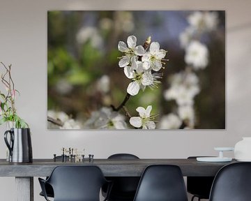 Weiße Frühlingsblüte von Gewoon een mooi plaatje