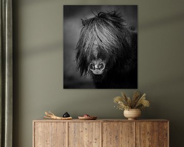Pony zwart wit portret van Jeroen Mikkers