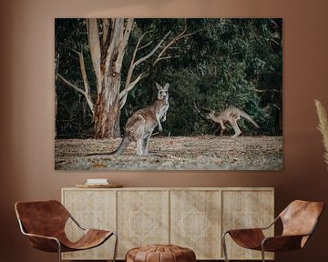 Kangaroo 3