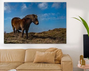 Exmoor Pony rund Zimmer texel von Texel360Fotografie Richard Heerschap