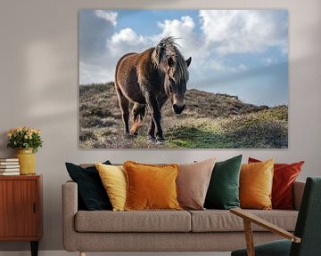 Exmoor pony bollekamer texel van Texel360Fotografie Richard Heerschap