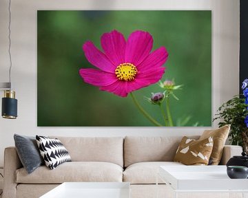 pretty flower by Mila van Pijkeren