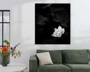 Abbildung der weißen Lotusblume von Jacky