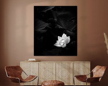 Witte Lotusbloem / Illustratie van Jacky