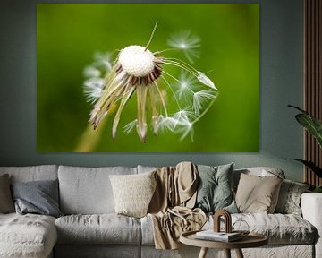 A Dandelion at the end of its day