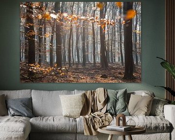 Herfst in het beukenbos