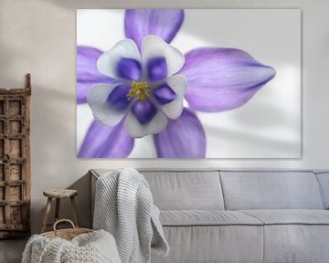 violette Blume von gj heinhuis