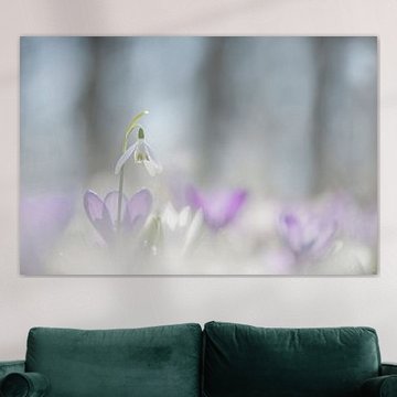 snowdrop by gj heinhuis