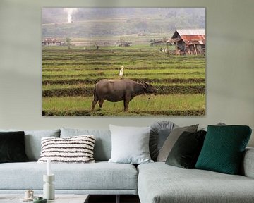 Waterbuffel met reiger op Sumatra