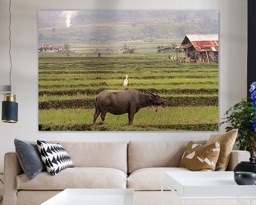 Waterbuffel met reiger op Sumatra van Gert-Jan Siesling