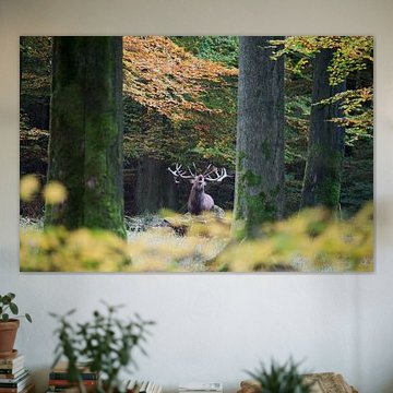 cerf rouge sur gj heinhuis