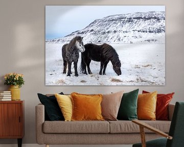 IJslands paard van Tilo Grellmann | Photography