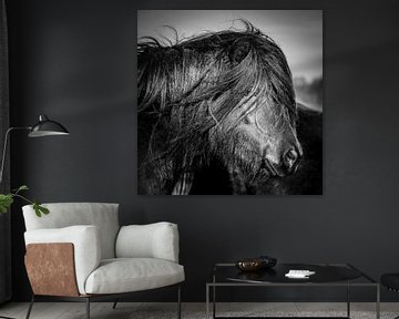 Pony schwarz-weiß von Jeroen Mikkers