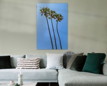 Palmbomen in de zomer