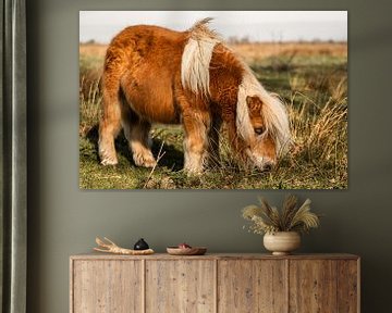 Shetlandpony van Jeroen Mikkers