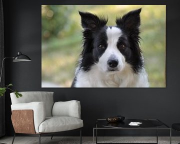 Prachtige Border collie van Excellent Photo