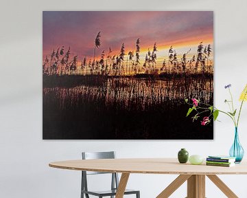 Reed along the marshes of Bourgoyen at sunset by Kristof Lauwers