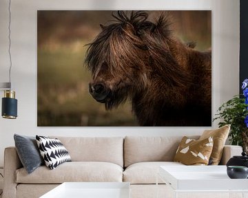 Pony-Porträt von Jeroen Mikkers