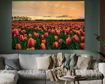 Zonsondergang nabij tulpenveld van Hanno de Vries