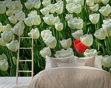 Weiße Tulpen mit einer roten Ausnahme