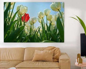 Bulb field with white tulips and only one red one in between. by Gert van Santen