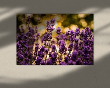 Lavendel in Gold von Hilda Koopmans